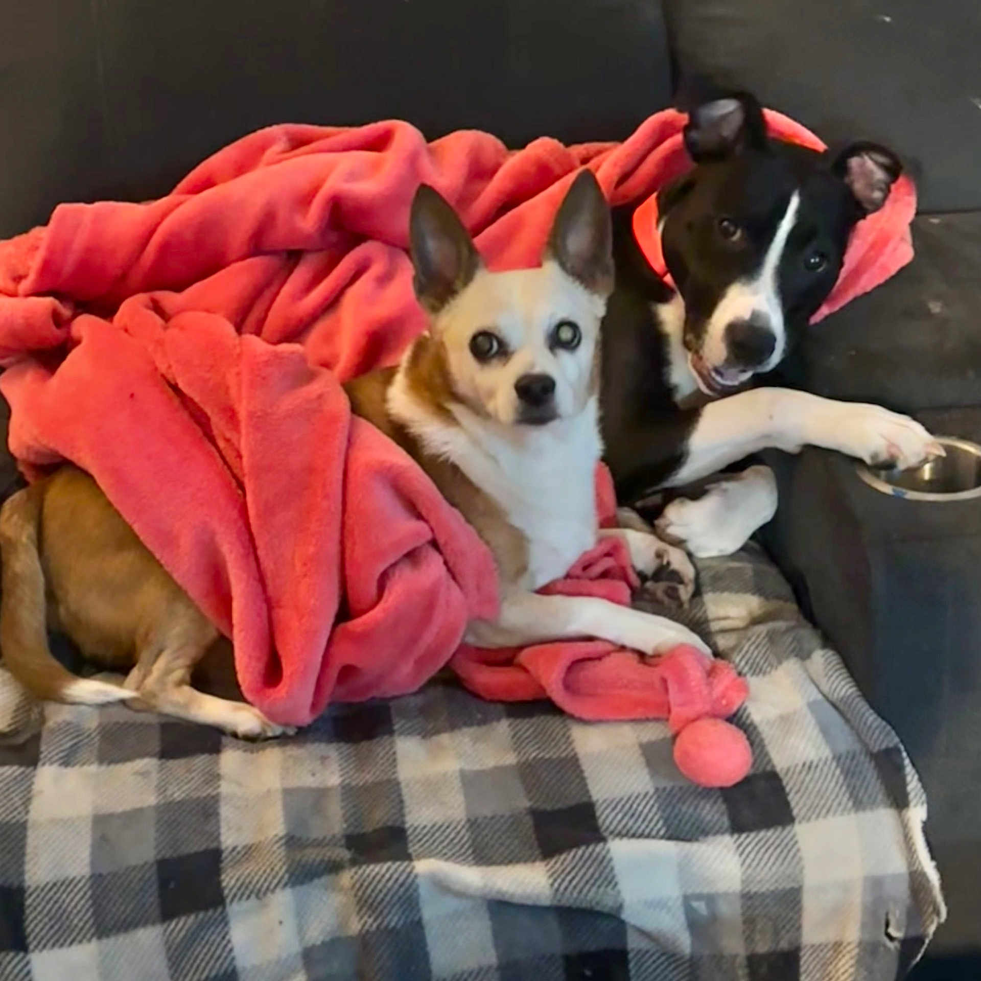 Asher And Toby