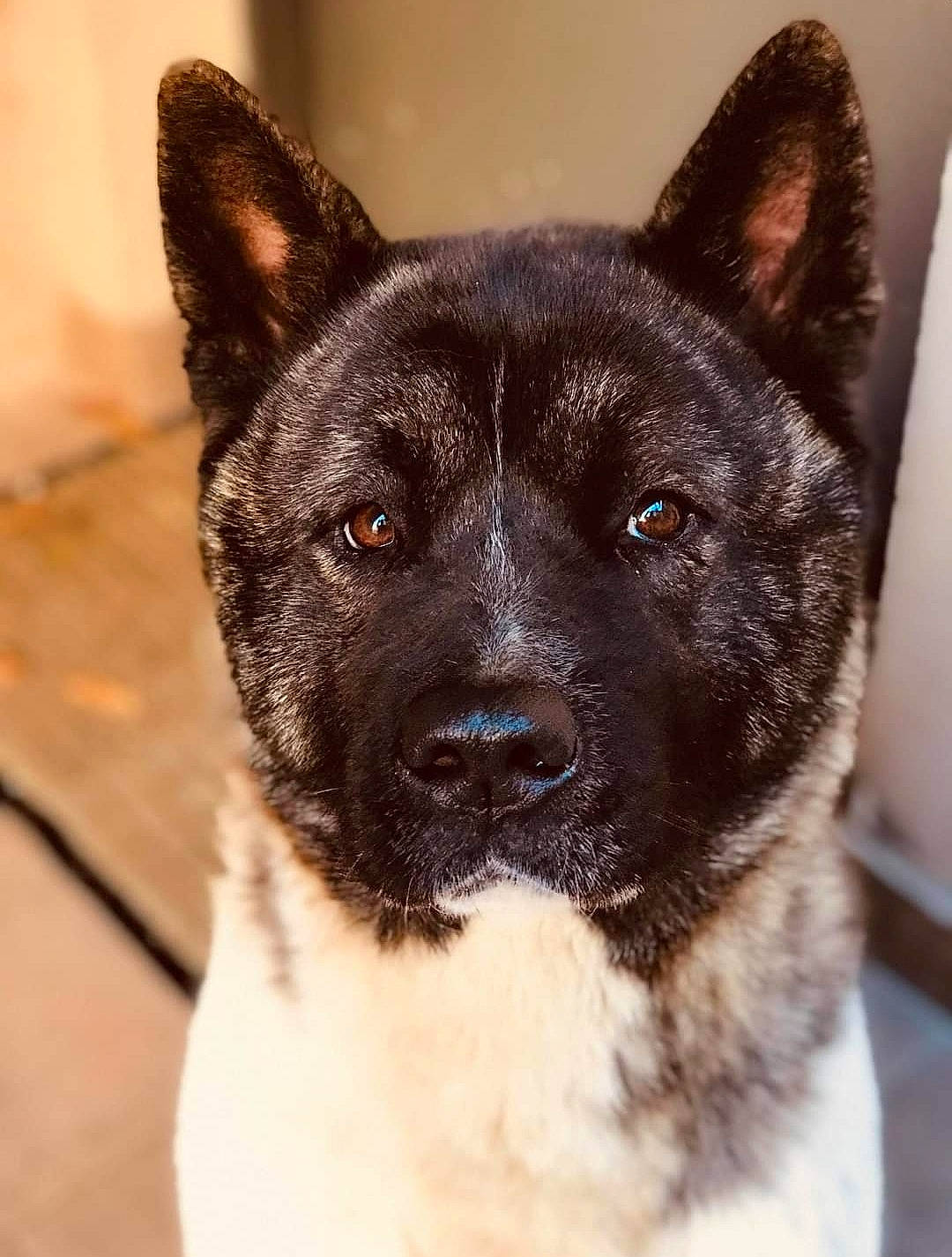 Oska participe au concours pour gagner de l'argent avec cette photo : canidae, carnivore, collar, companion_dog, dog, dog_breed, fawn, fur, non_sporting_group, plant, snout, sporting_group, terrestrial_animal, whiskers, working_animal