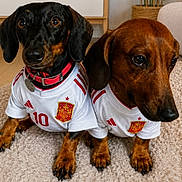 Charlie Et Vicky participe au concours pour gagner de l'argent avec cette photo : dog, dachshund, pet, animal, indoor, carpet, soccer_jersey, clothing, matching_outfits, brown_dog, black_and_tan_dog, cute, portrait, two_animals, domestic_animal, ears, eyes, collar, floor, home