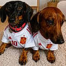 dog, dachshund, pet, animal, indoor, carpet, soccer_jersey, clothing, matching_outfits, brown_dog, black_and_tan_dog, cute, portrait, two_animals, domestic_animal, ears, eyes, collar, floor, home