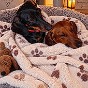 Vicky Et Charlie participe au concours pour gagner de l'argent avec cette photo : dogs, dachshund, pets, canine, two_dogs, black_and_tan, brown_dog, sleeping, cozy, blanket, paw_prints, plush_toy, indoor, home, bed, warm_lighting, cuddling, portrait, dog_decor, relaxed
