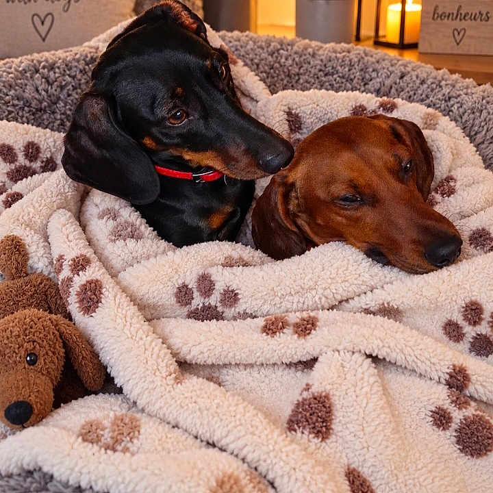 Vicky Et Charlie participe au concours pour gagner de l'argent avec cette photo : dogs, dachshund, pets, canine, two_dogs, black_and_tan, brown_dog, sleeping, cozy, blanket, paw_prints, plush_toy, indoor, home, bed, warm_lighting, cuddling, portrait, dog_decor, relaxed