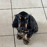 Bianka a rejoint le concours — aidez-le/la à gagner de superbes lots ! puppy, dog, black_and_tan, long_hair, floppy_ears, brown_eyes, pet, animal, canine, portrait, indoors, tile_floor, sad_expression, cute, fluffy, sitting, small_dog, companion_animal, photography, adorable