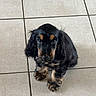 puppy, dog, black_and_tan, long_hair, floppy_ears, brown_eyes, pet, animal, canine, portrait, indoors, tile_floor, sad_expression, cute, fluffy, sitting, small_dog, companion_animal, photography, adorable