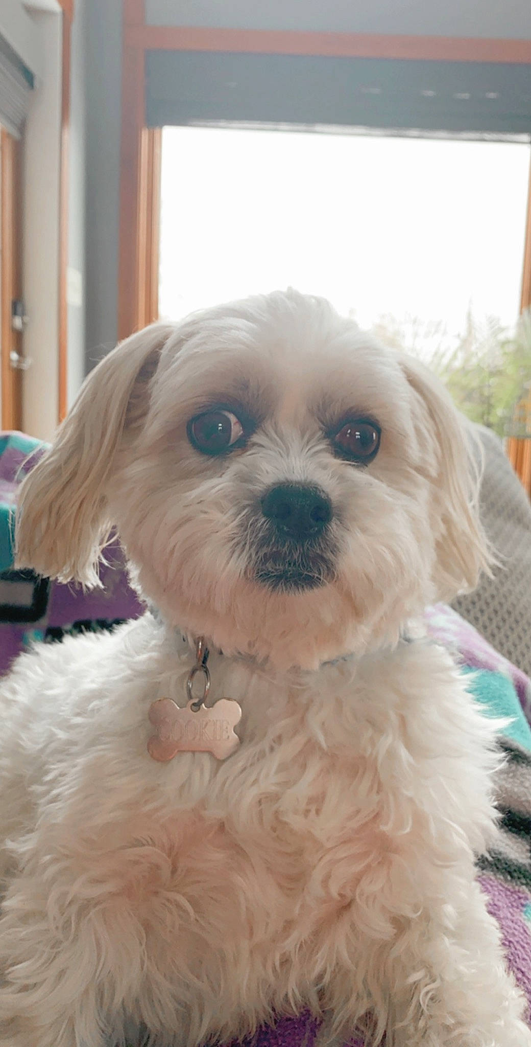 Cookie is registered to the contest to win money with this photo: bolonka, canidae, carnivore, cavachon, cavapoo, chinese_imperial_dog, companion_dog, dog, dog_breed, maltepoo, maltese, mammal, morkie, pekapoo, poodle_crossbreed, puppy, schnoodle, shih_poo, shih_tzu, vertebrate