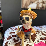 Chuco is registered to the contest to win money with this photo: dog, costume, sunglasses, hat, bed, indoor, pet, small_dog, plaid, red, brown, white, decor, portrait, cute, animal, fashion, funny, accessories, furniture