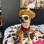 dog, costume, sunglasses, hat, bed, indoor, pet, small_dog, plaid, red, brown, white, decor, portrait, cute, animal, fashion, funny, accessories, furniture