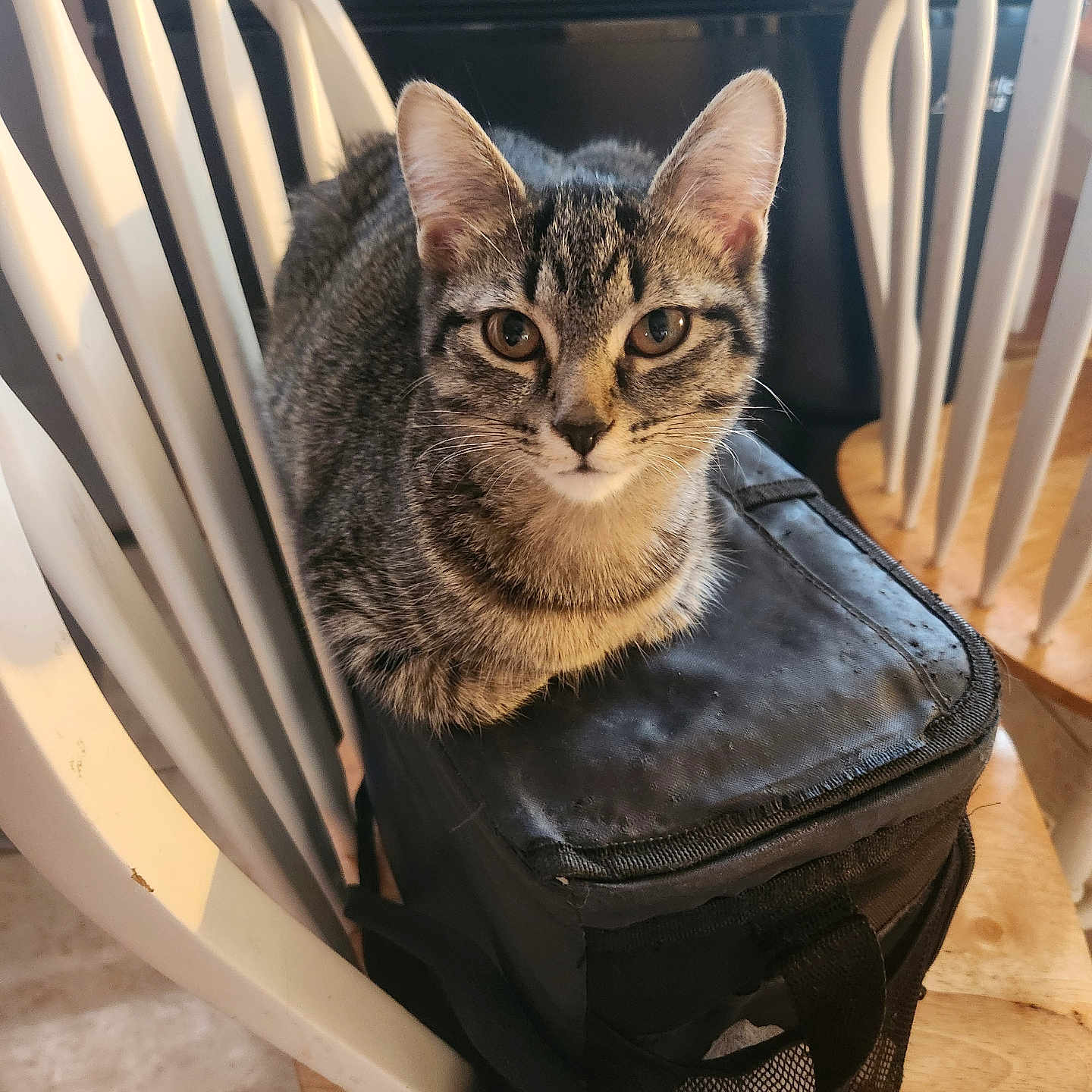 Lulu is registered to the contest to win money with this photo: abyssinian, accessories, animal, armchair, bag, baggage, cat, chair, computer, electronics, furniture, handbag, hardwood, kitten, laptop, manx, pc, pet, stainedwood, wood