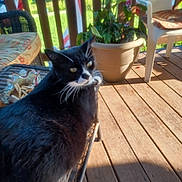 Optimus is registered to the contest to win money with this photo: animal, black_and_white_cat, cat, cushion, daylight, feline, furniture, greenery, home, looking_back, nature, outdoor, pet, porch, potted_plant, relaxing, shadow, sunlight, wicker_chair, wooden_floor