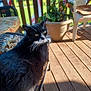 animal, black_and_white_cat, cat, cushion, daylight, feline, furniture, greenery, home, looking_back, nature, outdoor, pet, porch, potted_plant, relaxing, shadow, sunlight, wicker_chair, wooden_floor