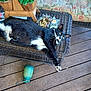 Optimus is registered to the contest to win money with this photo: animal, black_and_white_cat, candle_holder, cat, cup, decor, ears, feline, fur, green_eyes, home_garden, outdoor, pet, potted_plants, relaxed, stretching, tabletop, whiskers, wicker_table, wooden_deck