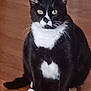 Optimus is registered to the contest to win money with this photo: animal, black_and_white, cat, companion, curious, cute, domestic_cat, ears, eyes, feline, fur, house, indoor, paws, pet, portrait, sitting, tuxedo_cat, whiskers, wooden_floor