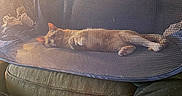 Lucky is registered to the contest to win money with this photo: cat, mesh_enclosure, couch, blanket, indoor, resting, pet, feline, relaxing, sunlight, soft_surface, cozy, orange_cat, domestic_animal, furniture, living_room, animal, sleeping, comfort, home