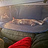 cat, mesh_enclosure, couch, blanket, indoor, resting, pet, feline, relaxing, sunlight, soft_surface, cozy, orange_cat, domestic_animal, furniture, living_room, animal, sleeping, comfort, home