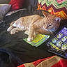 Lucky is registered to the contest to win money with this photo: cat, orange_tabby, blanket, pillow, knitted, lottery_ticket, remote_control, sofa, indoor, relaxed, pet, feline, resting, cozy, home, cushion, colorful, patterned, lying_down, domestic_animal