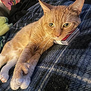 Lucky is registered to the contest to win money with this photo: cat, orange_cat, adult_cat, pet, paws, whiskers, playing_cards, card_stack, bed, blanket, bedding, pillow, cozy, indoor, portrait, close_up, striped_fur, green_eyes, lying_down, relaxed