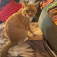 Lucky joined the competition — help win amazing prizes! cat, orange_cat, tabby, pet, indoor, blanket, cushion, knitted_blanket, red_pillow, sofa, furniture, cozy, curious, whiskers, tail, paws, home, relaxed, feline, closeup
