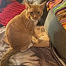 cat, orange_cat, tabby, pet, indoor, blanket, cushion, knitted_blanket, red_pillow, sofa, furniture, cozy, curious, whiskers, tail, paws, home, relaxed, feline, closeup