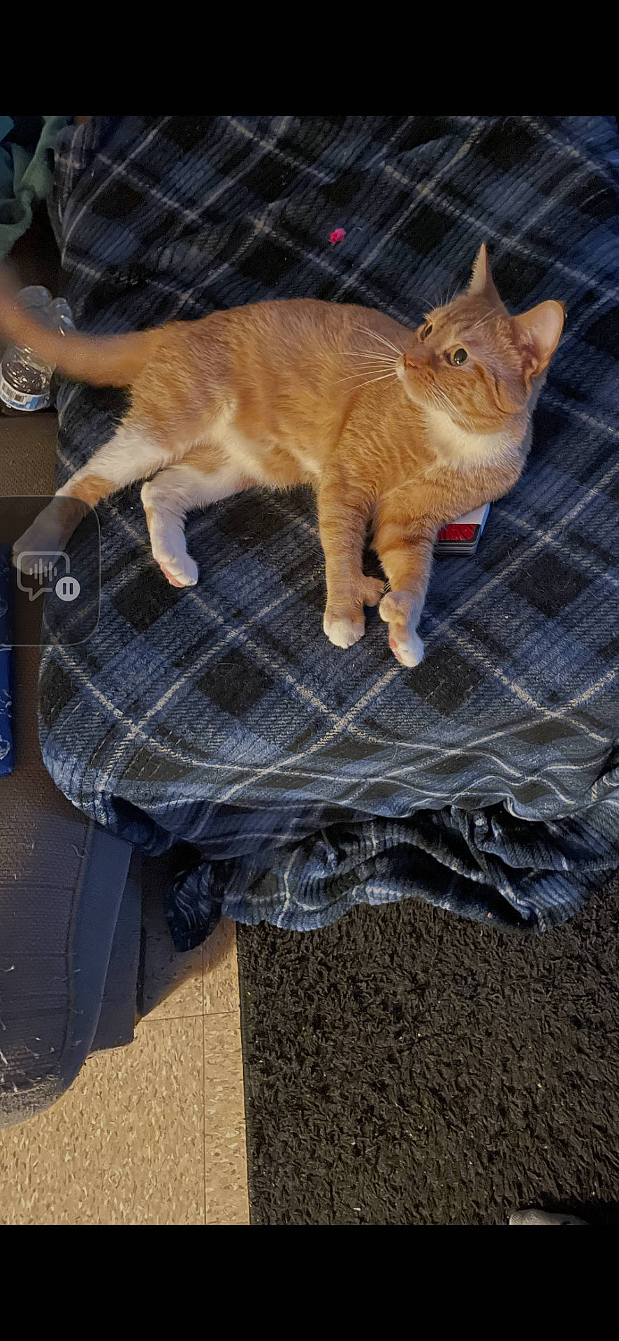 carpet, cat, close_up, couch, cozy, ear, furniture, indoor, lying_down, orange_cat, paw, pet, phone, plaid_blanket, portrait, relaxed, tabby, tile_floor, water_bottle, whiskers
