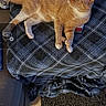 cat, orange_cat, tabby, pet, plaid_blanket, couch, water_bottle, phone, carpet, tile_floor, paw, whiskers, ear, indoor, cozy, lying_down, relaxed, furniture, close_up, portrait