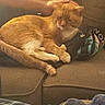 Lucky joined the competition — help win amazing prizes! cat, orange_tabby, petting, hand, couch, furniture, clothing, blanket, indoor, relaxing, feline, domestic_animal, cozy, resting, fur, animal, cute, companion, home, comfort