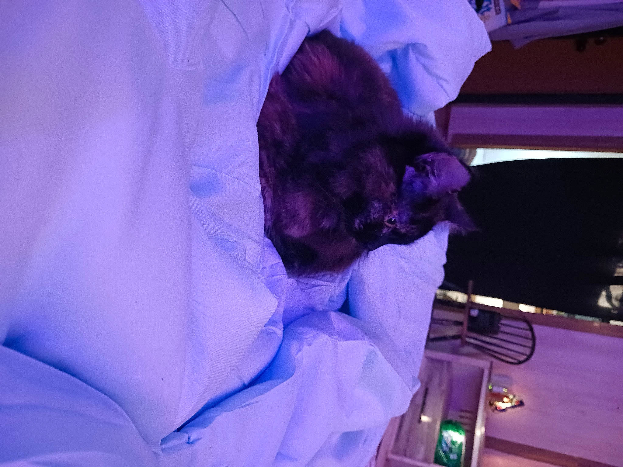 Lily joined the competition — help win amazing prizes! electric_blue, event, felidae, magenta, medical_glove, petal, purple, room, service, small_to_medium_sized_cats, violet