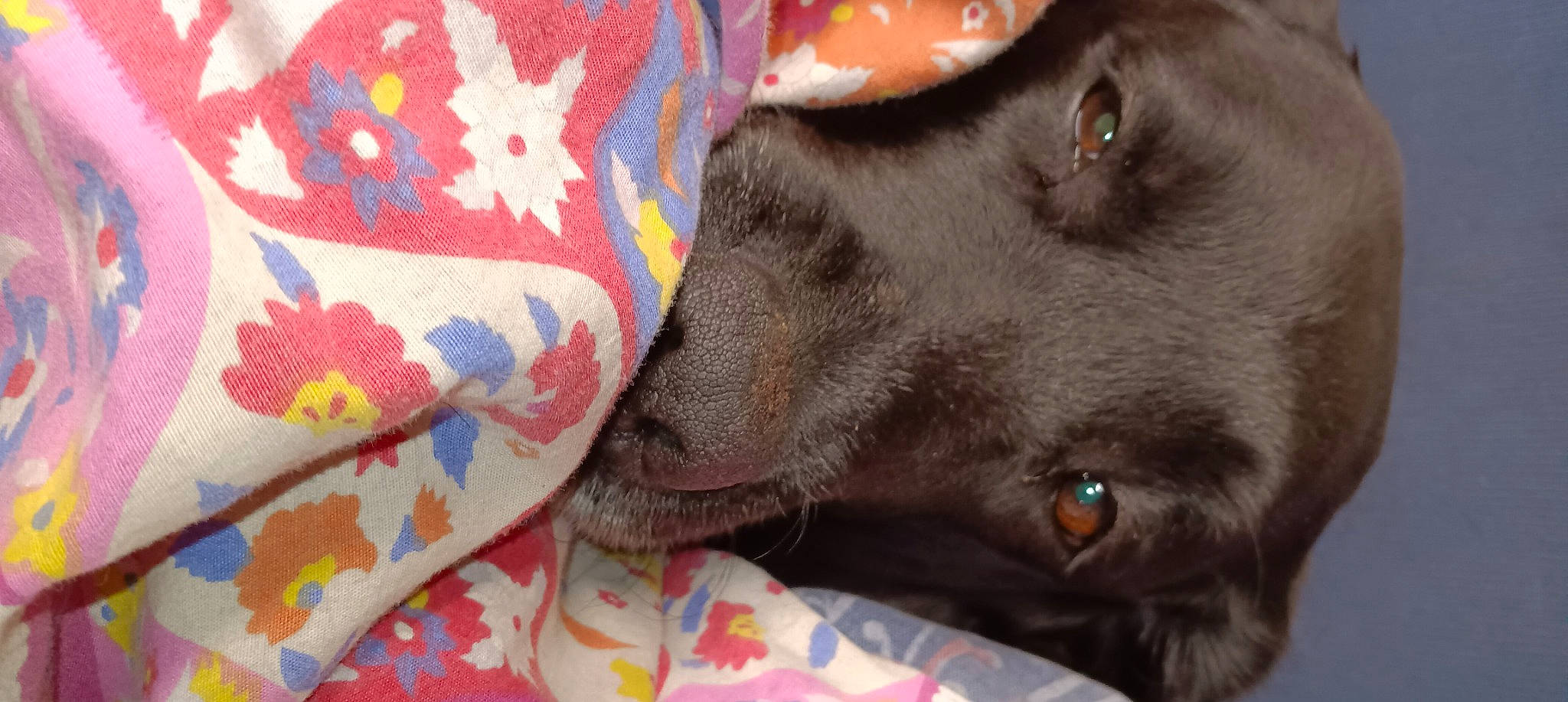 Lottie is registered to the contest to win money with this photo: borador, canidae, carnivore, collar, comfort, companion_dog, couch, dog, dog_breed, fawn, fur, grey, gun_dog, linens, liver, pattern, snout, sporting_group, whiskers, working_animal