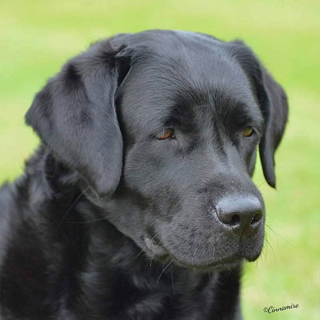 Lottie joined the competition — help win amazing prizes! borador, canidae, carnivore, collar, companion_dog, dog, dog_breed, dog_collar, event, fur, grass, gun_dog, plant, retriever, snout, sporting_group, tail, terrestrial_animal, whiskers, working_animal