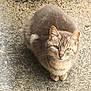 alone, animal, cat, concrete, curious, cute, daylight, ears, feline, fluffy, fur, gray_cat, green_eyes, looking_up, outdoor, paws, pet, sitting, tabby, whiskers