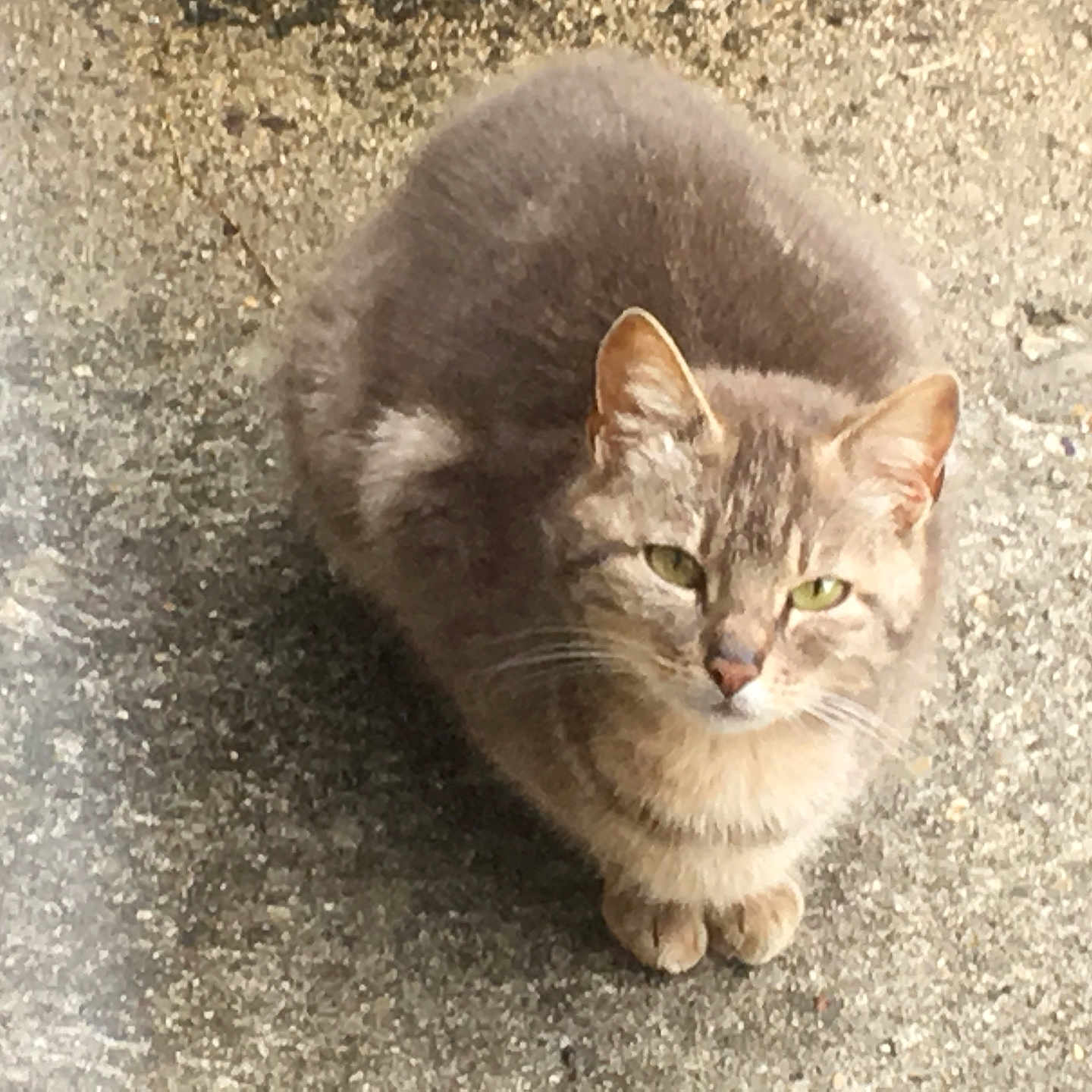 Grizou a rejoint le concours — aidez-le/la à gagner de superbes lots ! alone, animal, cat, concrete, curious, cute, daylight, ears, feline, fluffy, fur, gray_cat, green_eyes, looking_up, outdoor, paws, pet, sitting, tabby, whiskers