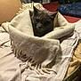 animal, blanket, cat, comfort, cozy, cute, domestic, fabric, fur, furniture, home, indoor, mammal, pet, relaxed, resting, soft, warm, whiskers, wrapped