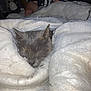 animal, bed, blanket, casual, cat, comfort, cozy, cute, domestic_animal, fur, gray, indoor, person, pet, relaxation, resting, sleeping, soft, warm, white