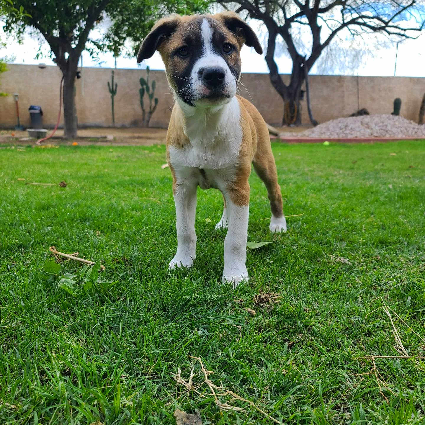 Bruny joined the competition — help win amazing prizes! alert, animal, background, canine, cute, daytime, dog, fence, garden, grass, greenery, mammal, nature, outdoor, pet, playful, puppy, tree, yard, young