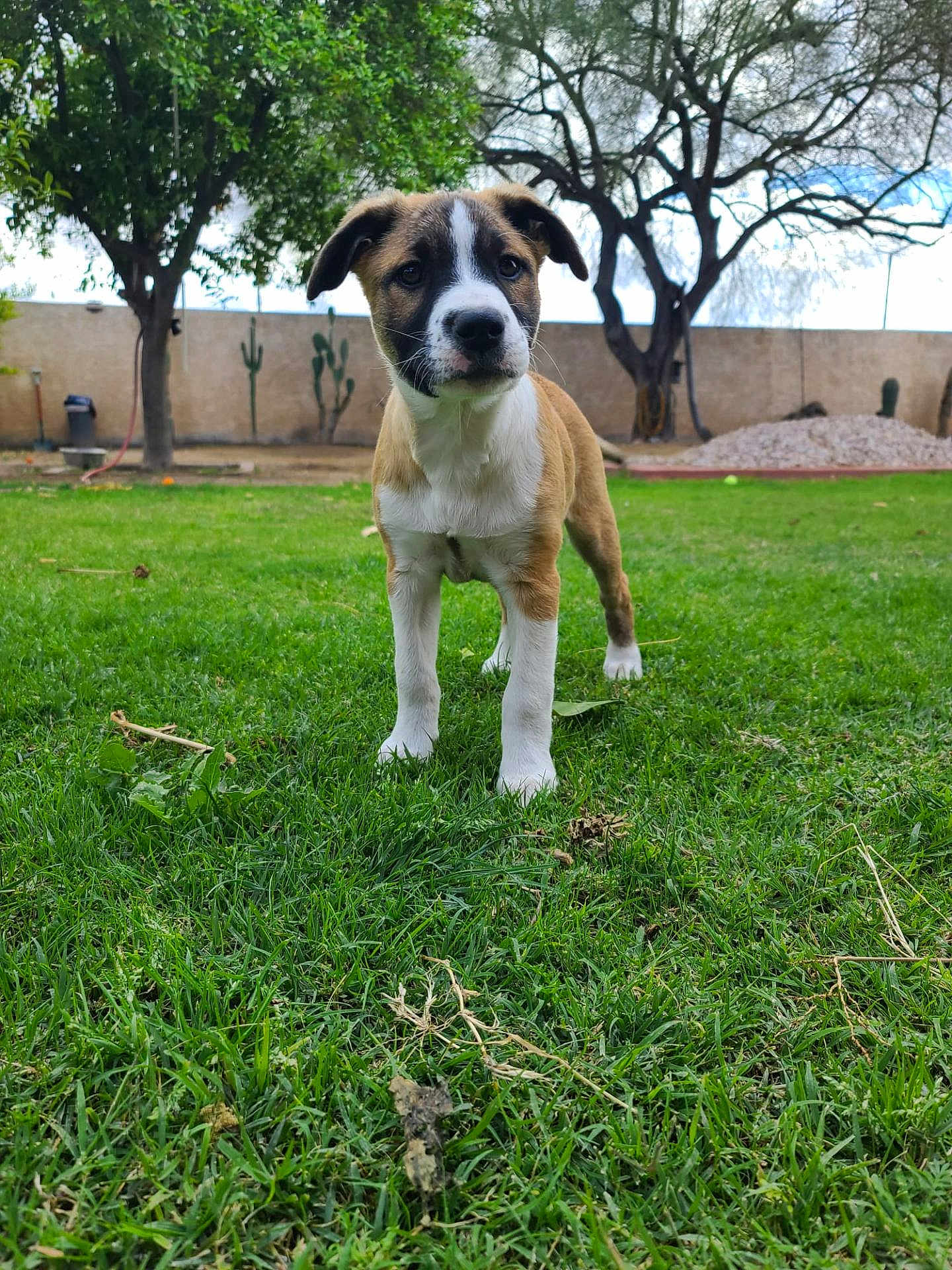 Bruny joined the competition — help win amazing prizes! puppy, dog, grass, outdoor, tree, garden, pet, animal, young, nature, cute, canine, greenery, yard, fence, playful, alert, daytime, mammal, background