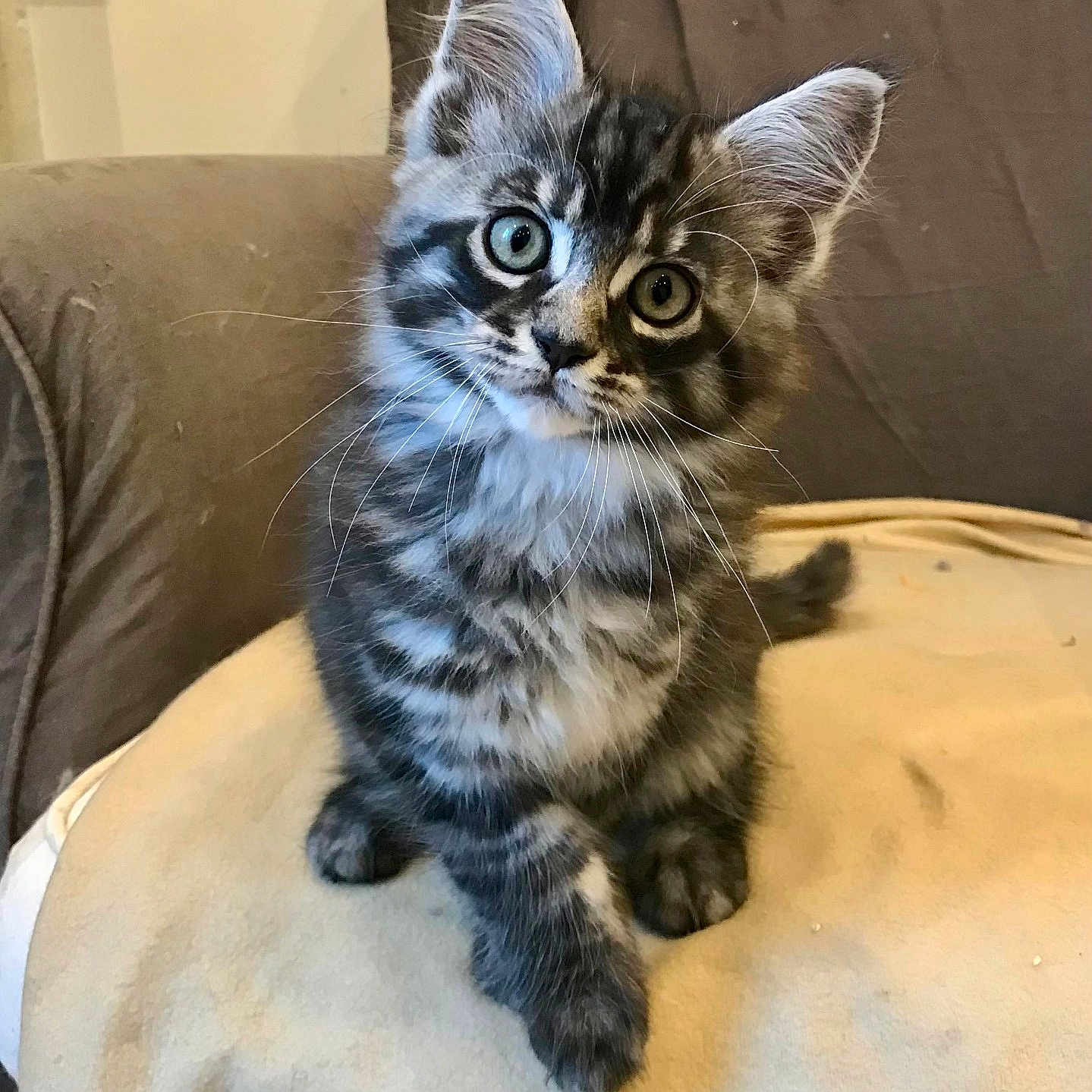Victor participe au concours pour gagner de l'argent avec cette photo : abyssinian, angora, animal, blanket, cat, cushion, egyptiancat, furniture, homedecor, kitten, manx, pet