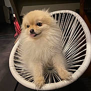 Tokyo participe au concours pour gagner de l'argent avec cette photo : dog, puppy, pomeranian, fluffy, white_chair, tongue_out, indoor, pet, cute, small_dog, furniture, animal, playful, curious, sitting, floor, cozy, home, canine, adorable