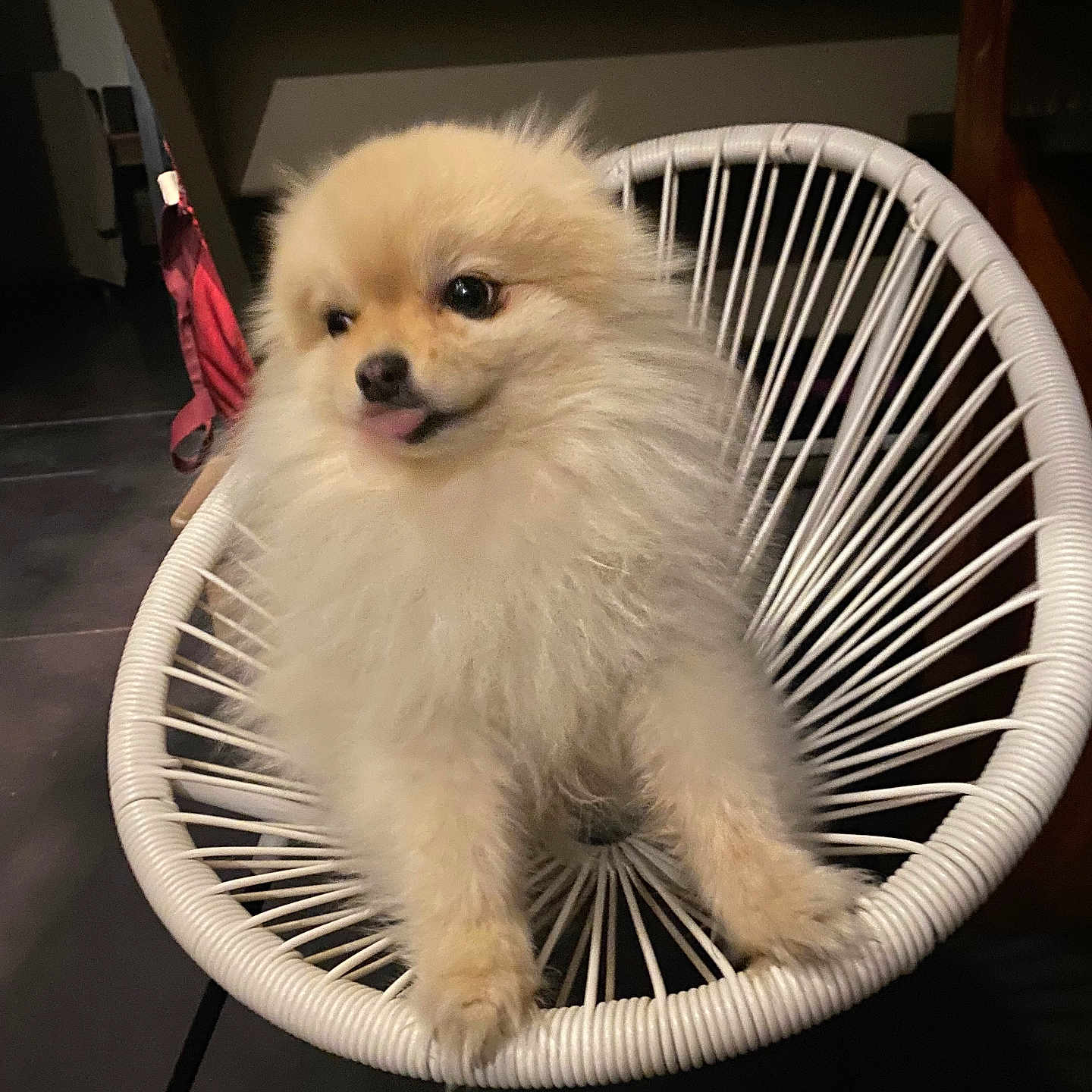 Tokyo participe au concours pour gagner de l'argent avec cette photo : adorable, animal, canine, cozy, curious, cute, dog, floor, fluffy, furniture, home, indoor, pet, playful, pomeranian, puppy, sitting, small_dog, tongue_out, white_chair