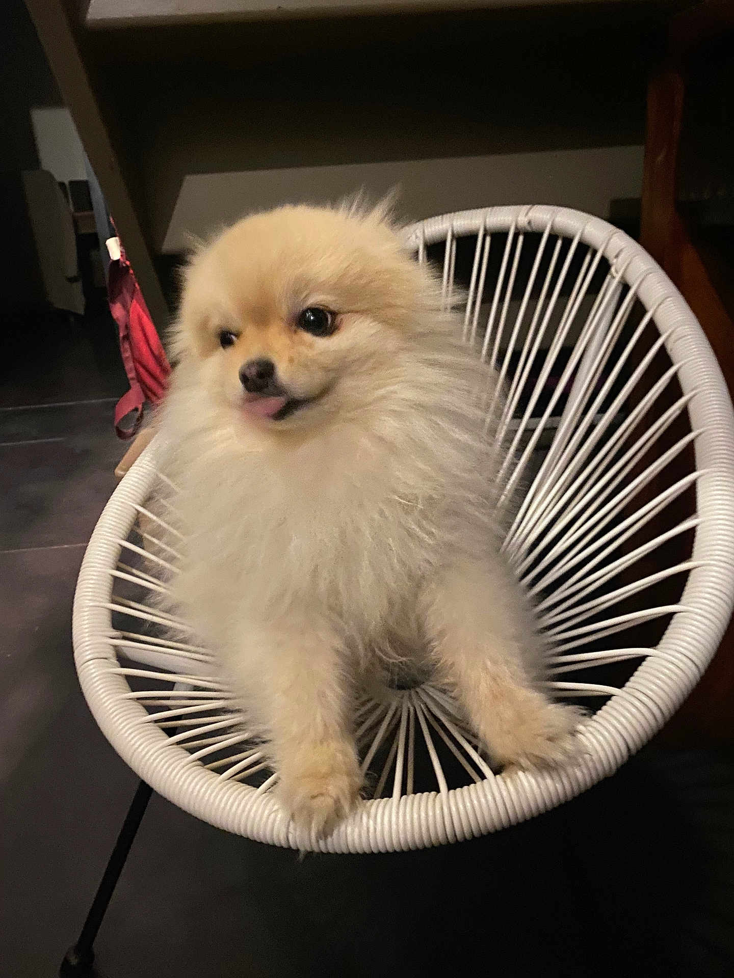 Tokyo participe au concours pour gagner de l'argent avec cette photo : dog, puppy, pomeranian, fluffy, white_chair, tongue_out, indoor, pet, cute, small_dog, furniture, animal, playful, curious, sitting, floor, cozy, home, canine, adorable