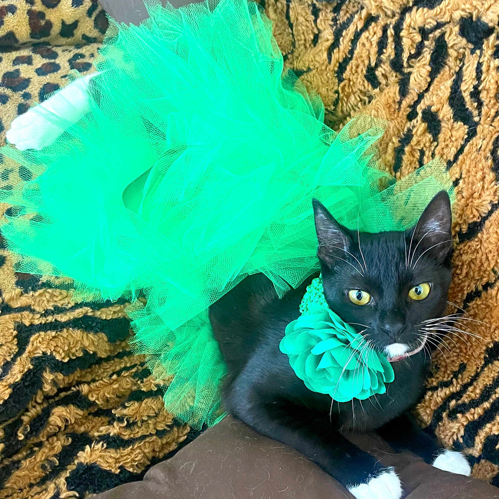 Shakti is registered to the contest to win money with this photo: accessories, angora, animal, blackcat, cat, clothing, costume, egyptiancat, gemstone, green, greenhair, hair, jade, jewelry, kitten, manx, ornament, person, pet, wig