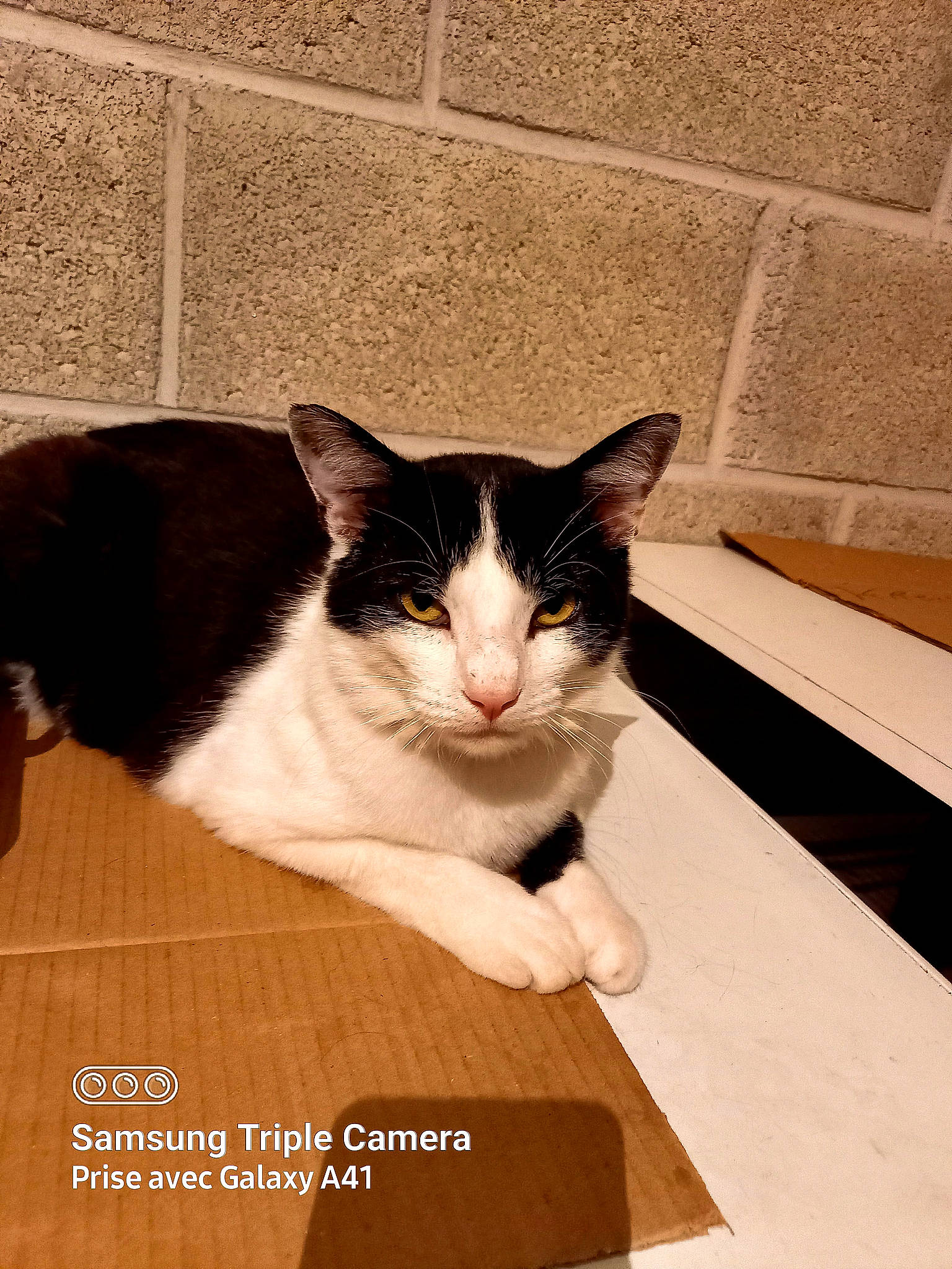 Charly a rejoint le concours — aidez-le/la à gagner de superbes lots ! box, carnivore, cat, domestic_short_haired_cat, felidae, flooring, formal_wear, fur, hardwood, paw, pet_supply, rectangle, sitting, small_to_medium_sized_cats, snout, tail, varnish, whiskers, wood, wood_stain