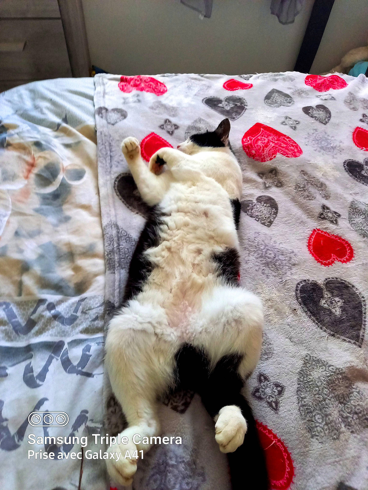 Charly a rejoint le concours — aidez-le/la à gagner de superbes lots ! bed, bedding, carnivore, cat, comfort, companion_dog, dog_breed, domestic_short_haired_cat, fawn, felidae, flooring, fur, linens, pattern, room, small_to_medium_sized_cats, tail, terrestrial_animal, textile, whiskers