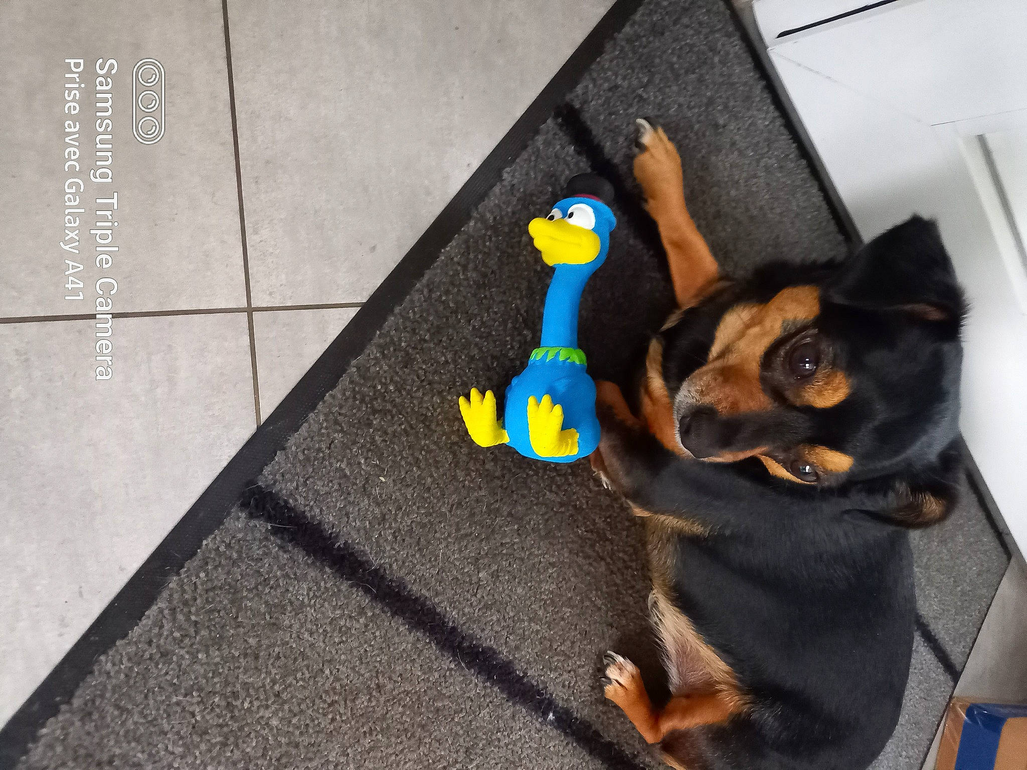 Moussy a rejoint le concours — aidez-le/la à gagner de superbes lots ! carnivore, comfort, companion_dog, dog, dog_breed, dog_supply, fawn, floor, flooring, guard_dog, paw, pinscher, prazsky_krysarik, road_surface, stuffed_toy, toy_dog, wood, working_animal, working_dog