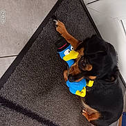Moussy a rejoint le concours — aidez-le/la à gagner de superbes lots ! asphalt, canidae, carnivore, companion_dog, concrete, dog, dog_breed, fawn, floor, flooring, fun, guard_dog, road_surface, sidewalk, snout, sporting_group, tail, toy_dog, working_animal, working_dog