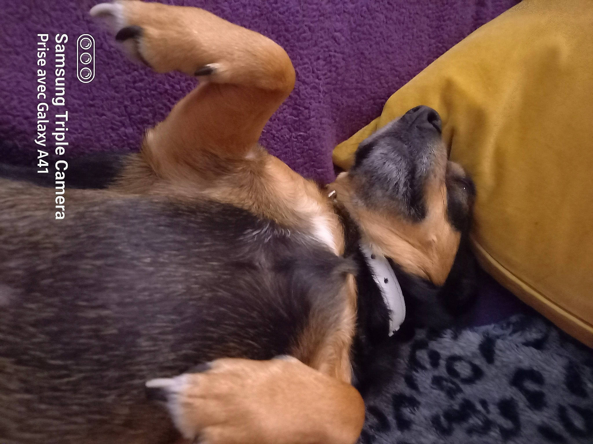 Moussy a rejoint le concours — aidez-le/la à gagner de superbes lots ! canidae, carnivore, comfort, companion_dog, dog, dog_breed, ear, fawn, fur, guard_dog, human_leg, nap, paw, puppy, snout, sporting_group, tail, terrestrial_animal, working_animal, working_dog