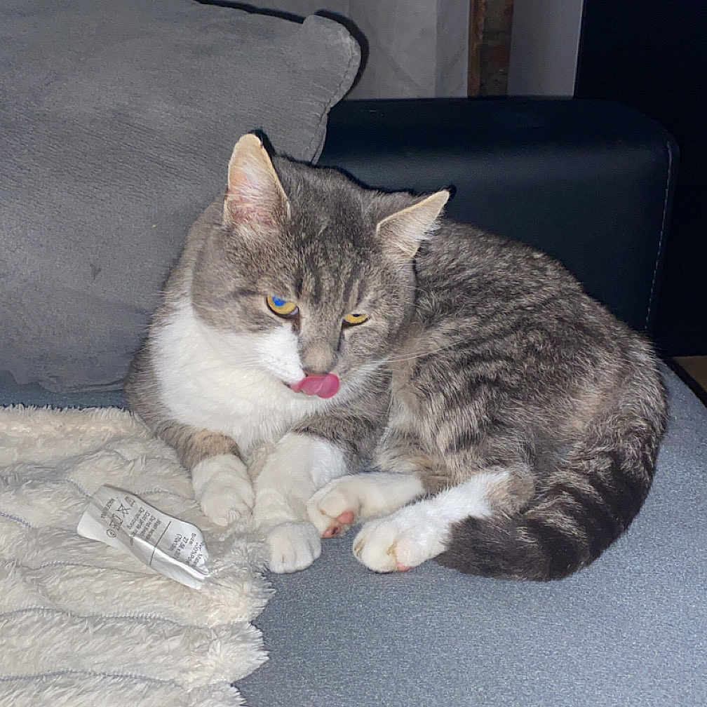 Fils a rejoint le concours — aidez-le/la à gagner de superbes lots ! animal, blanket, cat, couch, cozy, cute, domestic_cat, feline, fur, home, indoor, licking, pet, relaxed, resting, soft, tabby, tongue, whiskers, white_paws