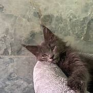 Merlyn joined the competition — help win amazing prizes! animal, cat, close_up, cozy, cute, ears, feline, furry, gray_cat, indoor, kitten, paws, pet, portrait, relaxed, resting, sleepy, soft_texture, whiskers, young