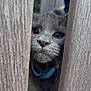 Merlyn joined the competition — help win amazing prizes! animal, cat, close_up, collar, curious, cute, domestic_animal, eyes, face, feline, gray_cat, narrow_gap, nature, outdoor, pet, portrait, texture, whiskers, wood, wooden_planks
