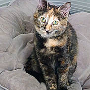 Ava participe au concours pour gagner de l'argent avec cette photo : cat, tortoiseshell, pet, animal, feline, sitting, cushion, gray, indoor, cozy, fur, whiskers, ears, eyes, nose, paws, soft, comfortable, curious, portrait