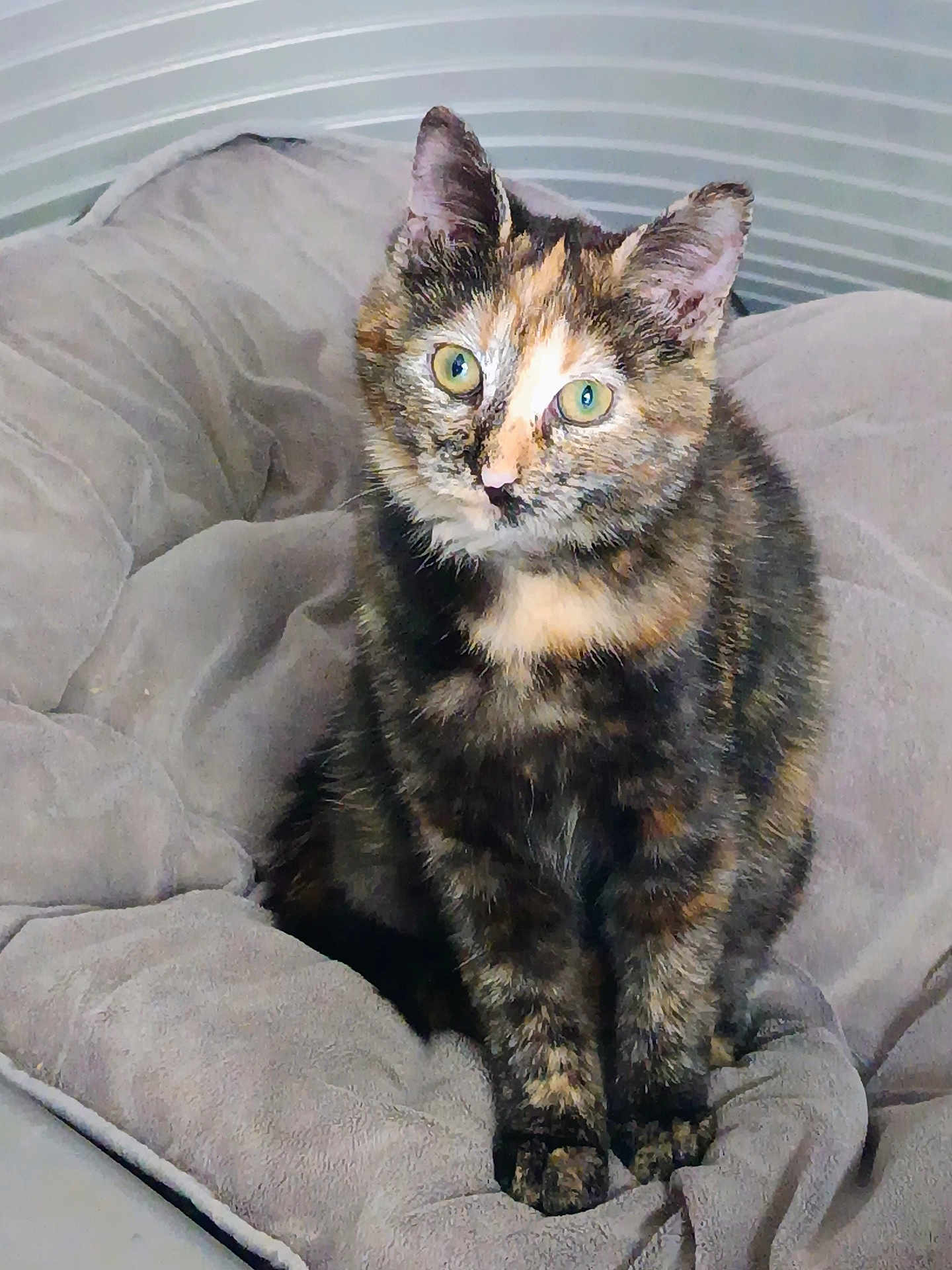 Ava participe au concours pour gagner de l'argent avec cette photo : cat, tortoiseshell, pet, animal, feline, sitting, cushion, gray, indoor, cozy, fur, whiskers, ears, eyes, nose, paws, soft, comfortable, curious, portrait