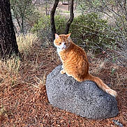 Jerome joined the competition — help win amazing prizes! animal, bushes, cat, daylight, dry_leaves, feline, forest, fur, nature, orange_cat, outdoor, pine_needles, quiet, rock, scenery, serene, sitting, tail, trees, wildlife